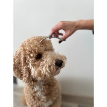 PURLOV 23186 Sada nůžek a příslušenství pro stříhání srsti