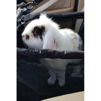 PURLOV 20973 Autosedačka pro psa 40 x 30 x 40 cm černá