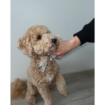 PURLOV 23186 Sada nůžek a příslušenství pro stříhání srsti