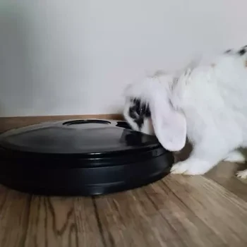 PURLOV 20759 Automatický dávkovač potravin s časovačem