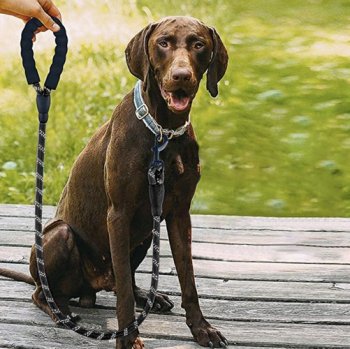 PURLOV 21655 Reflexní výcvikové vodítko 5m