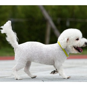 PURLOV 24200 Svíticí obojek pro psy LED